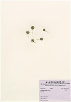 藏品(大傘藻)的圖片